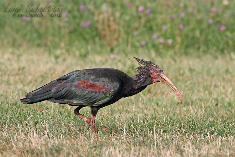 Ibis chauve