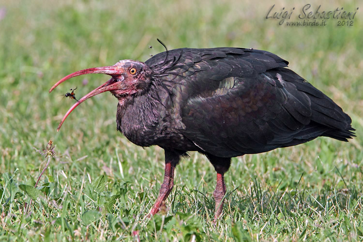 Ibis, (northern) bald
