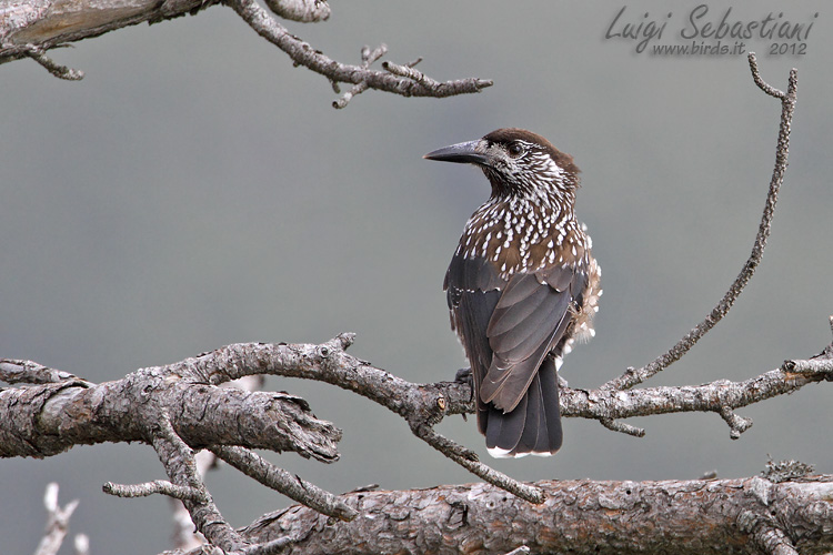 Nutcracker, spotted