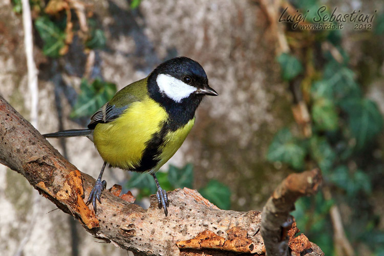 Mésange charbonnière