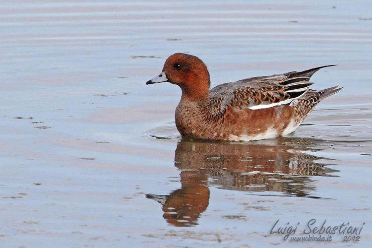 Wigeon