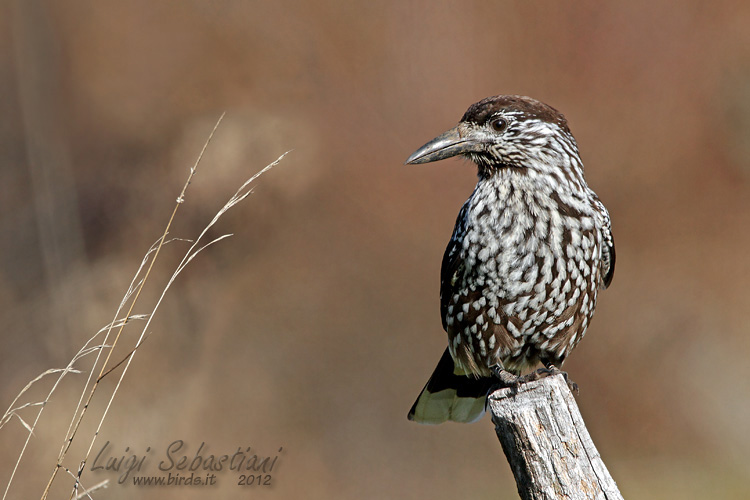 Nutcracker, spotted