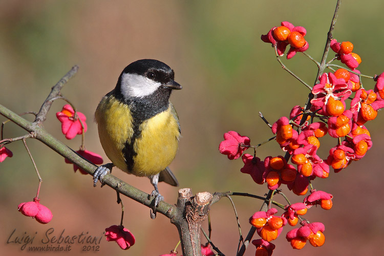 Mésange charbonnière
