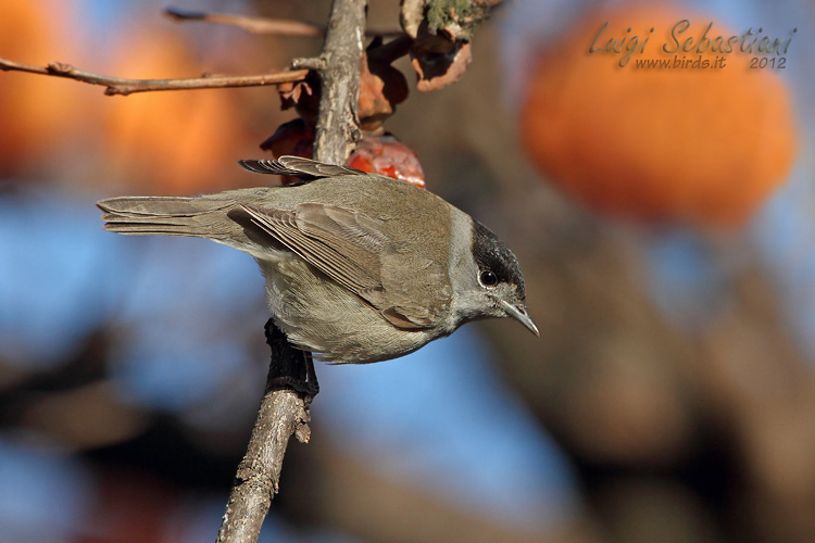 Blackcap