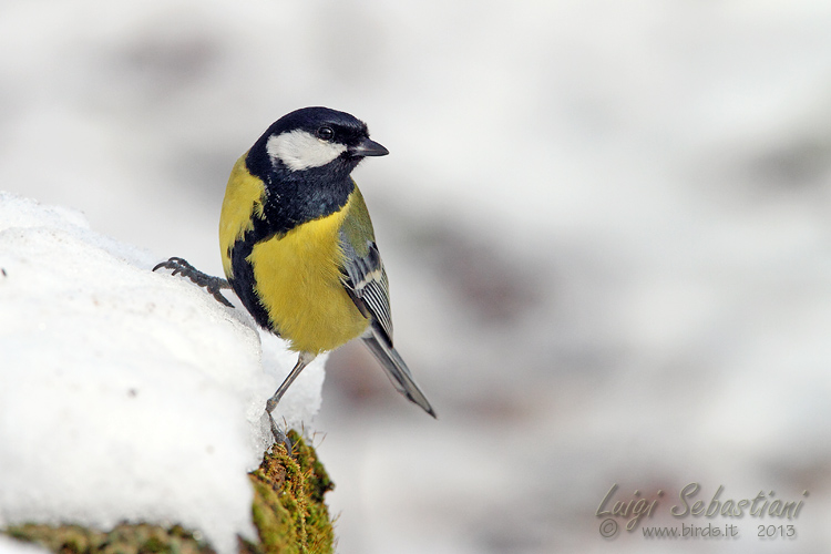 Mésange charbonnière