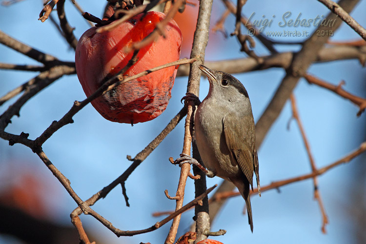 Blackcap
