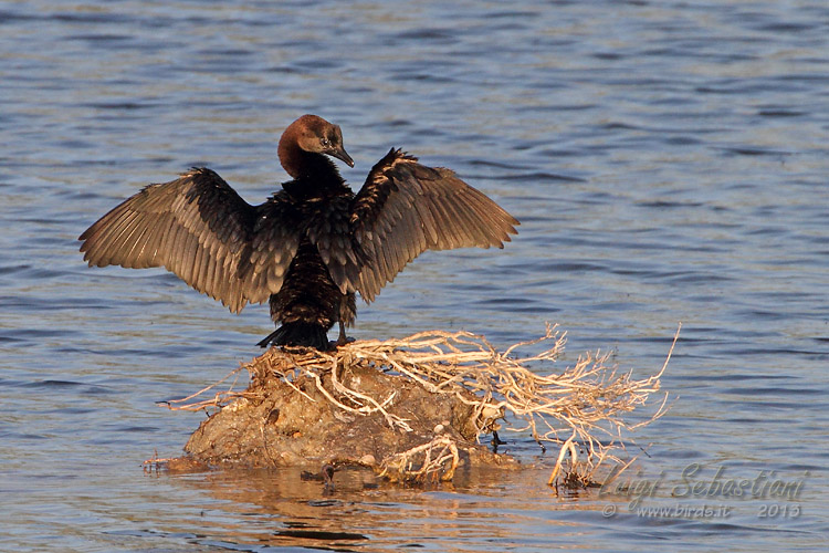 Cormorant, pygmy