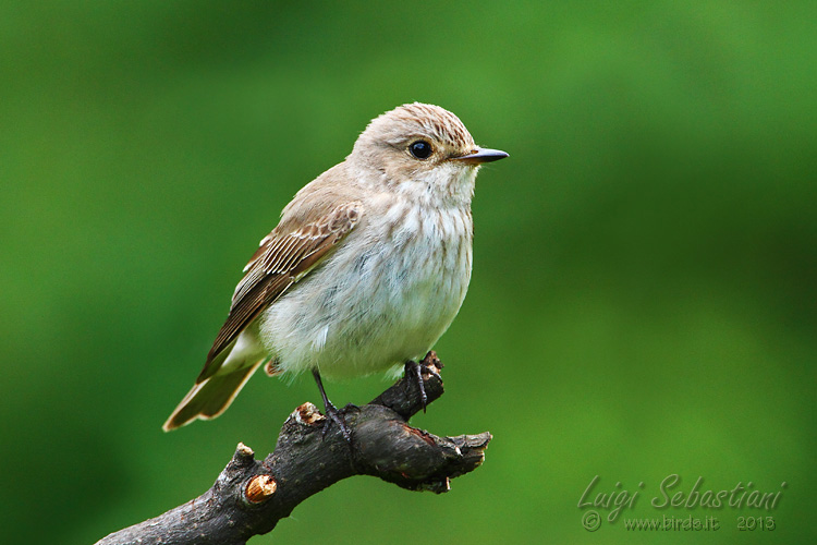 Flycatcher, spotted