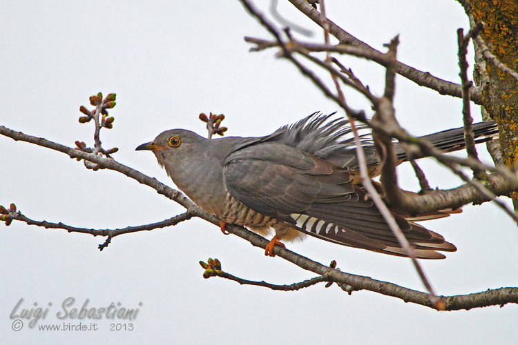 Cuckoo (common)
