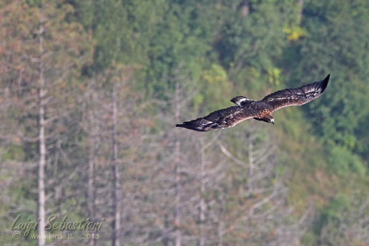Steinadler