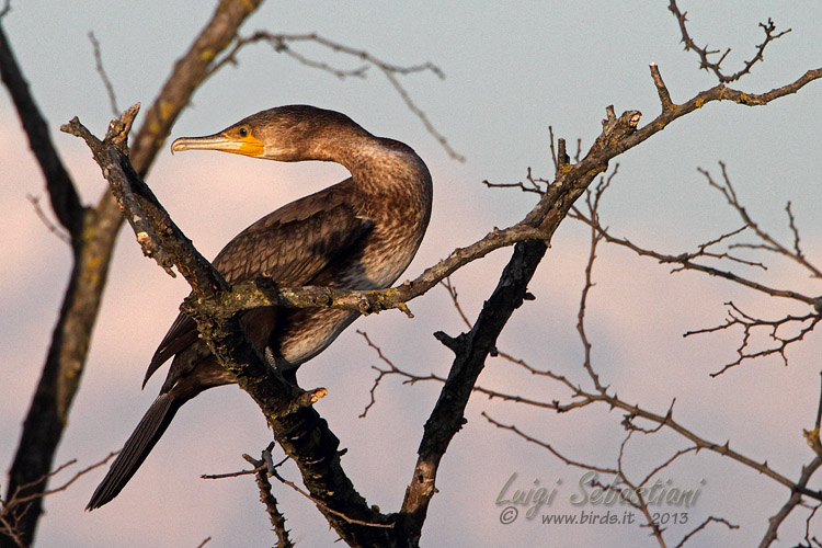 Cormorán grande