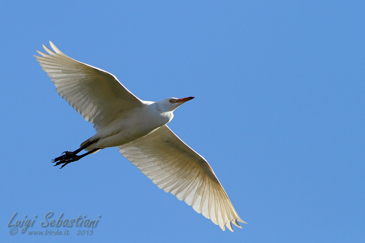 Héron garde-boeufs