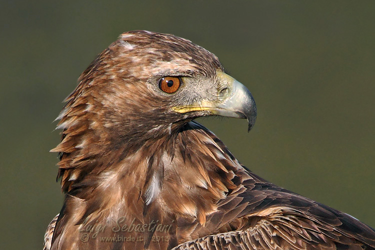 Aigle royal