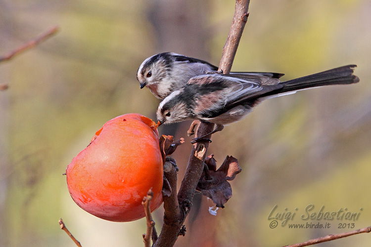 Tit, long-tailed
