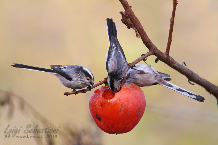 Tit, long-tailed