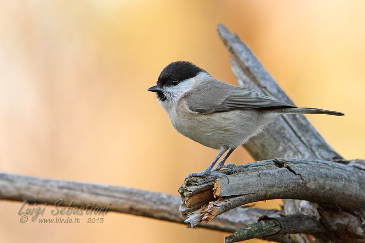 Tit, marsh