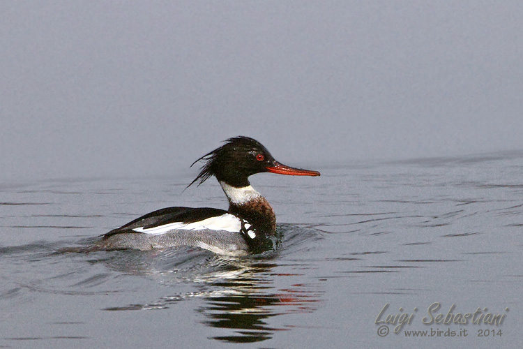 Merganser, red-breasted