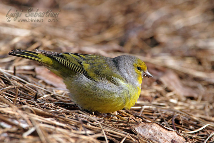 Citril finch