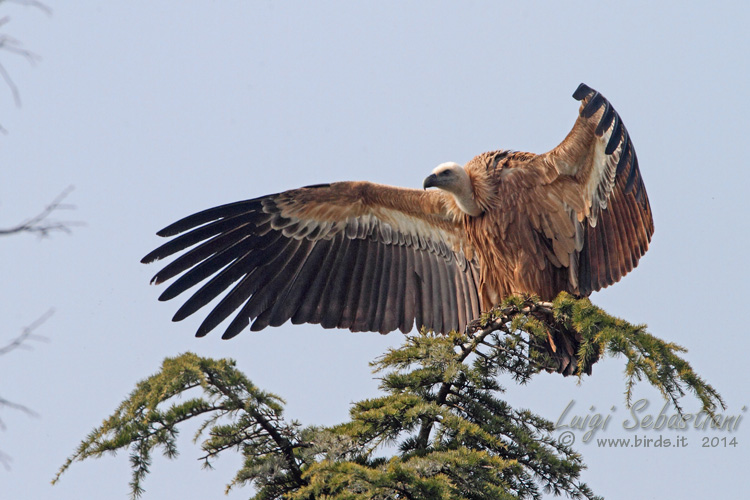 Vulture, (eurasian) griffin
