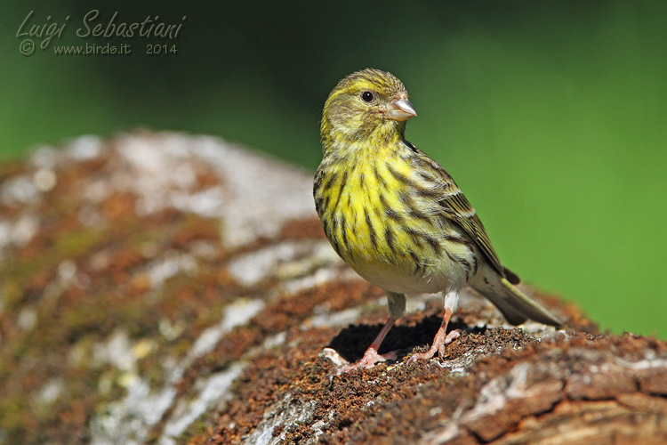 Serin (european)