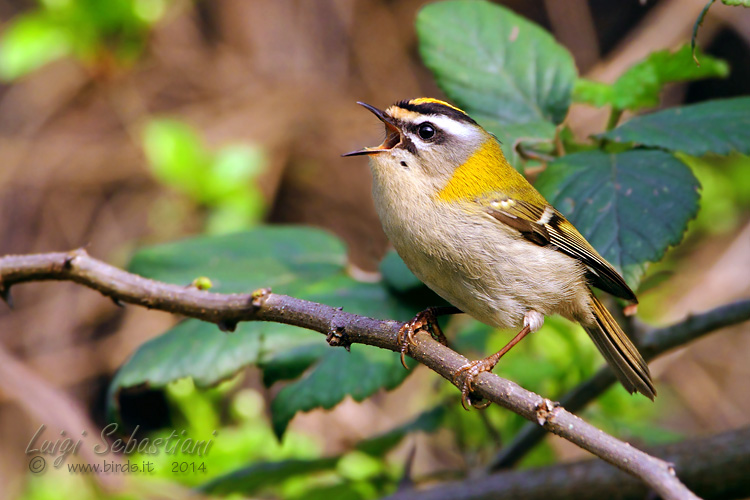Sommergoldhähnchen