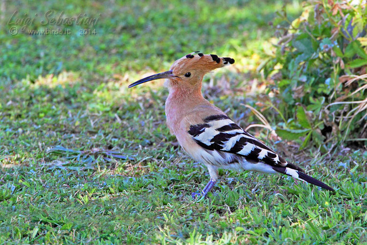 Hoopoe