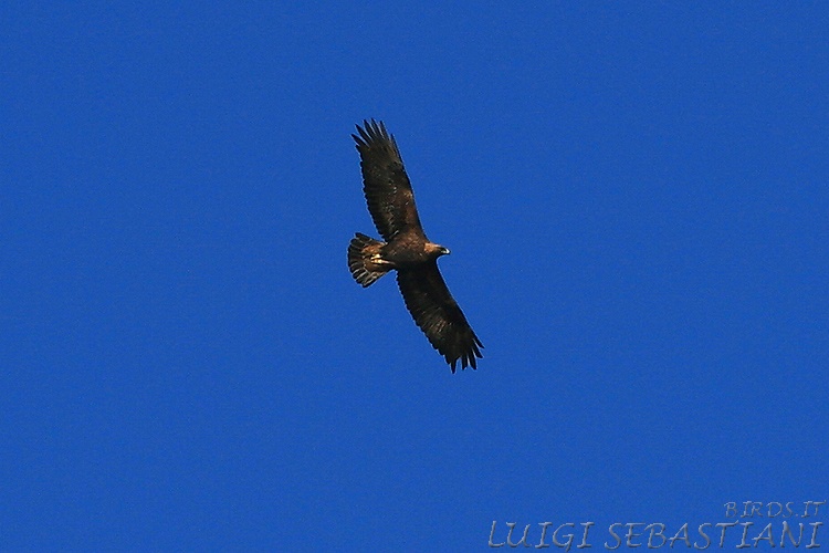 Aguila real