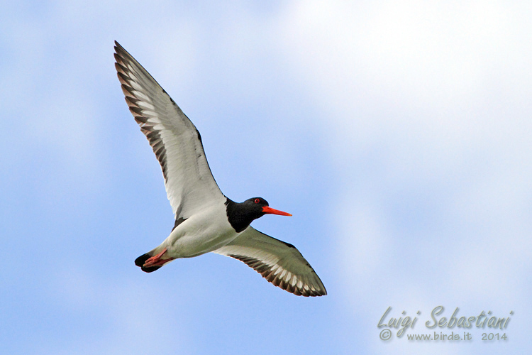 Oystercatcher
