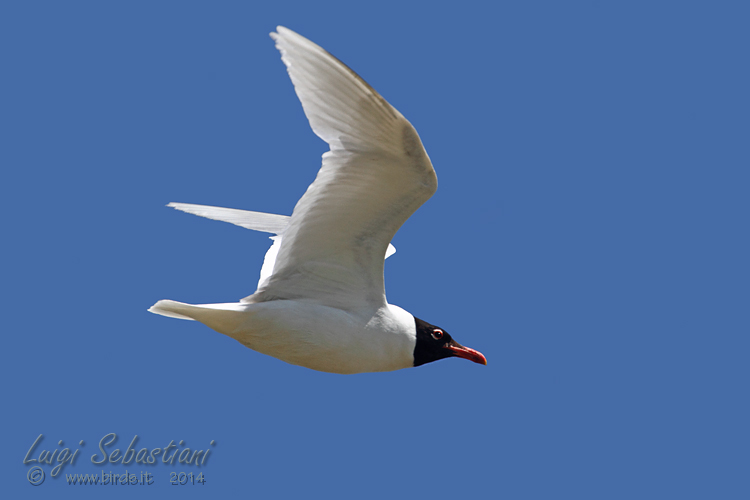 Gaviota cabecinegra 