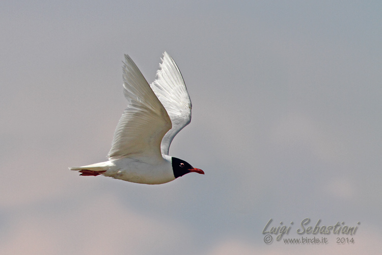 Gaviota cabecinegra 
