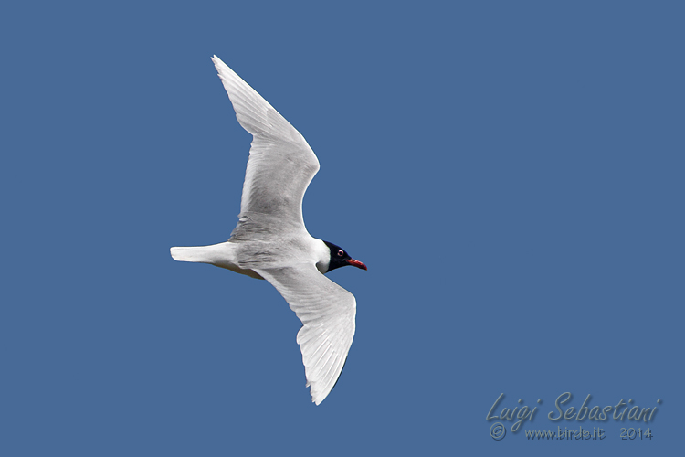 Gaviota cabecinegra 