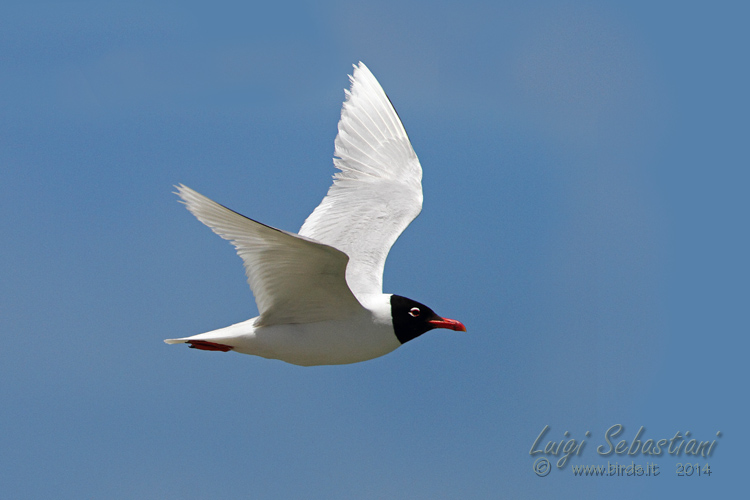 Gaviota cabecinegra 