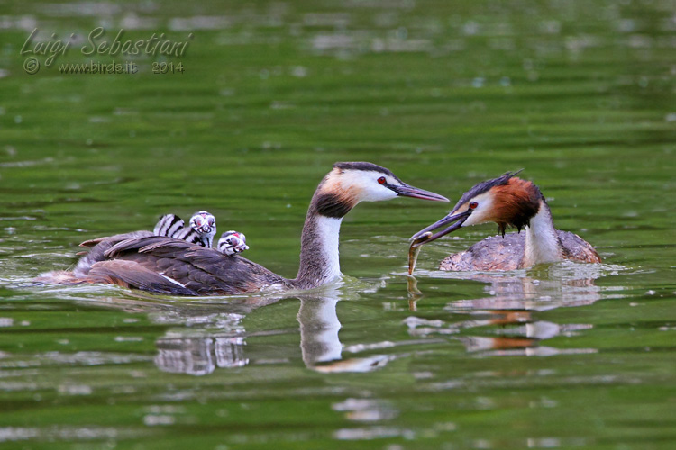 Grebe, great crested