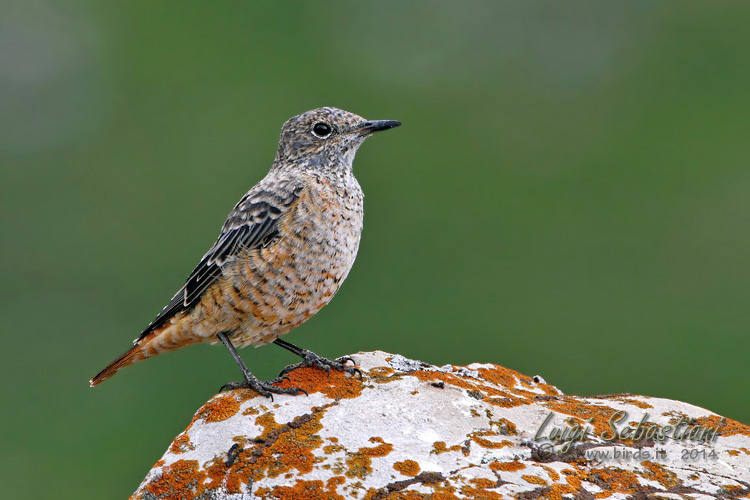Thrush, rock
