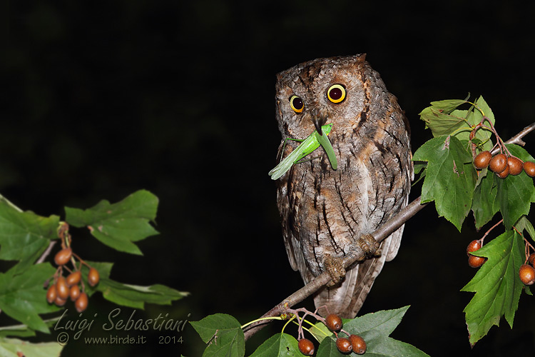 Owl, (eurasian) scops