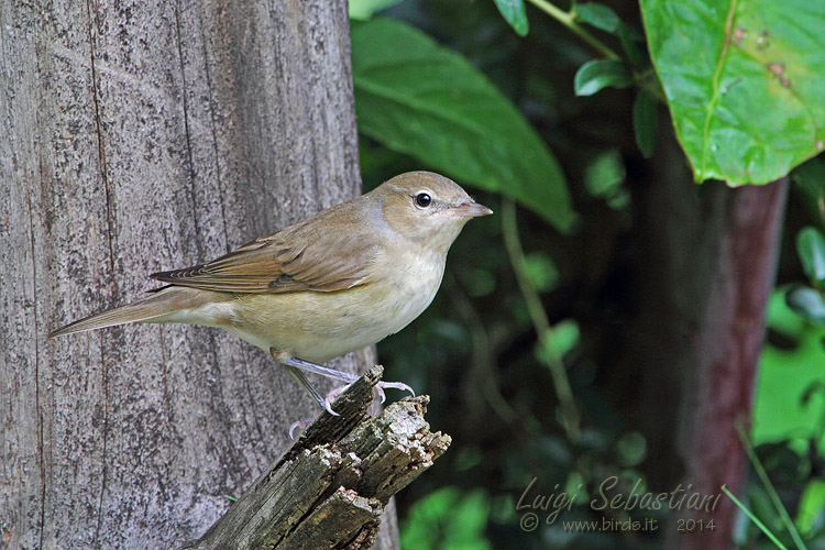 Curruca mosquitera