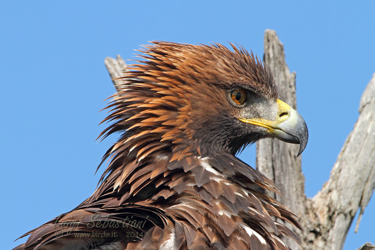 Aigle royal