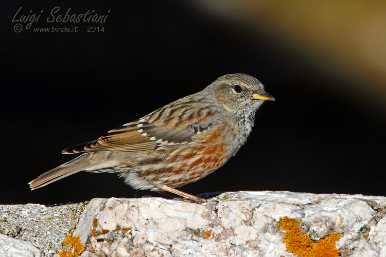 Accentor, alpine