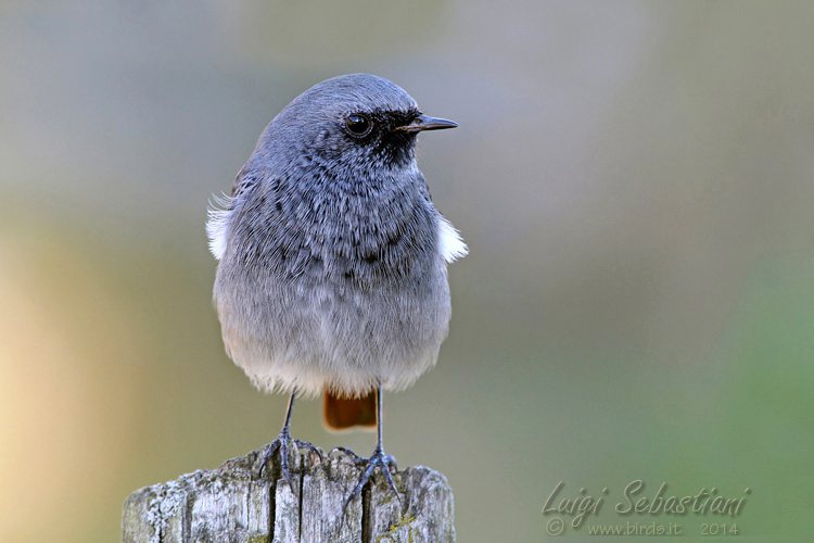 Redstart, black