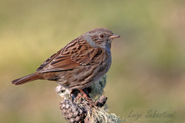 Dunnock