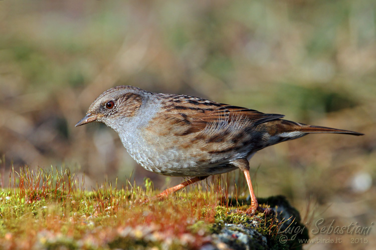 Dunnock