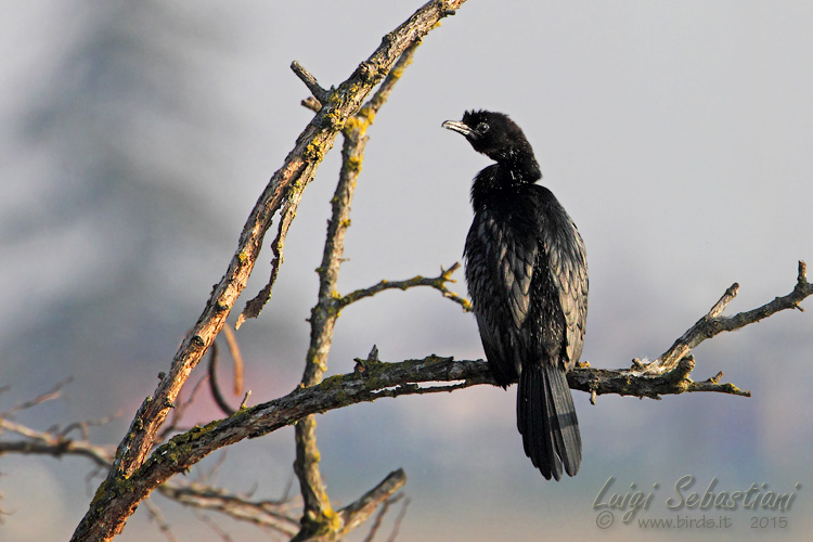 Cormorant, pygmy