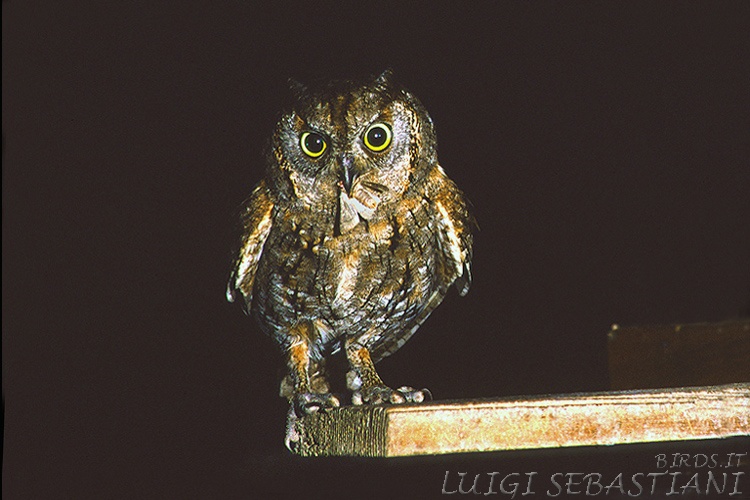 Petit-duc scops