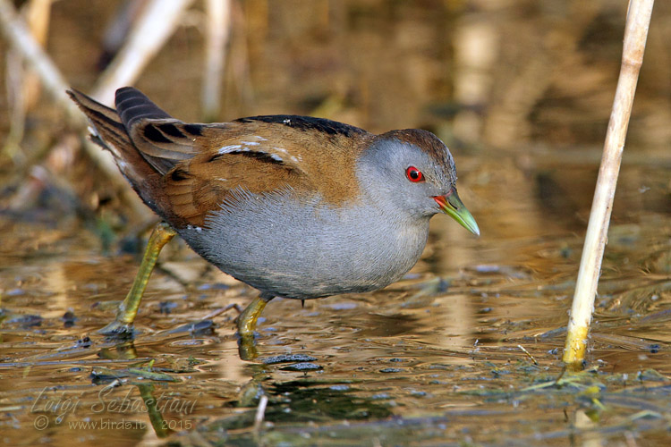 Polluela bastarda