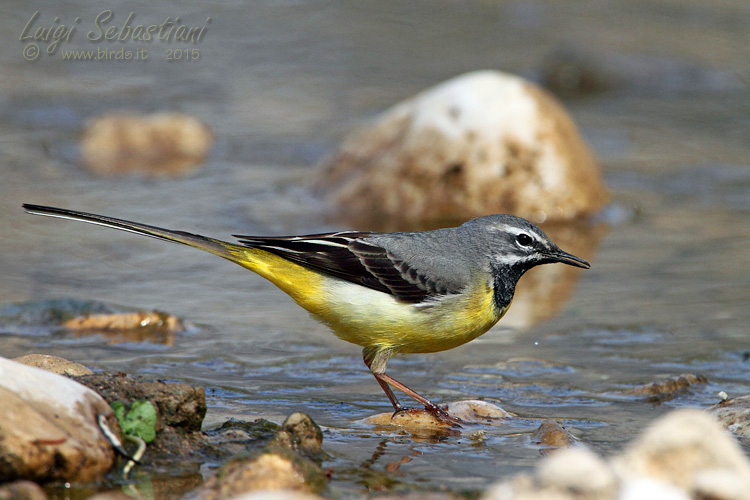Wagtail, grey