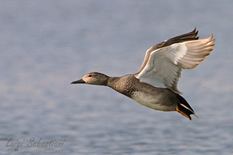 Gadwall