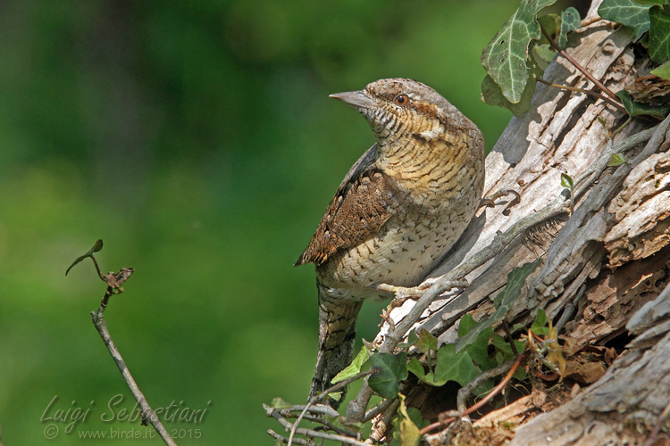 Wryneck