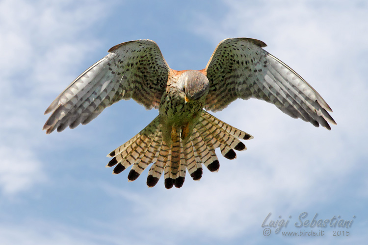 Kestrel (common)
