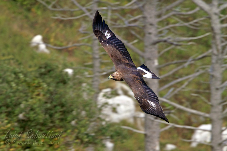 Eagle, golden