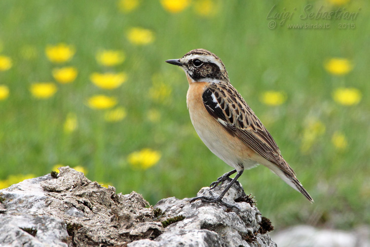 Whinchat